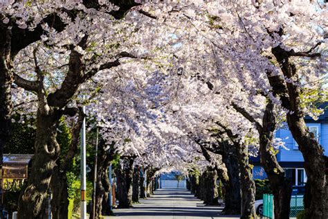 ヴィーダ世田谷桜丘：都市の静寂と桜の調和